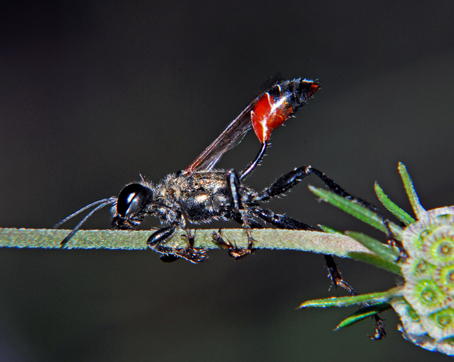 Prionyx kirbii (Sphecidae).
